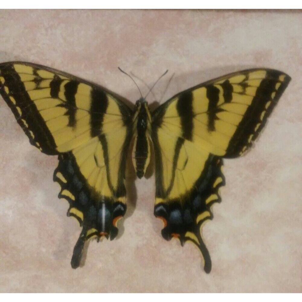 Butterfly Mounts - in 21 x 17" frame - Picture 2 of 8